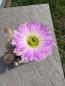 Preview: Echinocereus websterianus